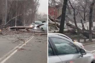 «Нереальная буря» — в Алматы пропадает свет и падают деревья