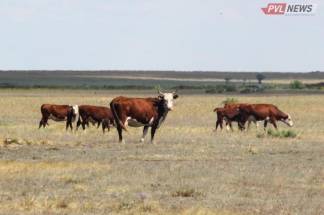 Одинокие коровы в поле привлекли внимание аксуской полиции