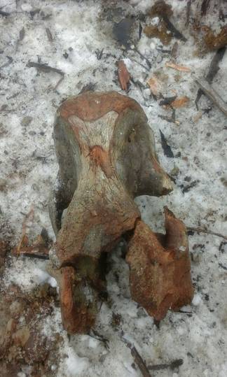 Останки, напоминающие мамонтенка, обнаружил житель Павлодарской области