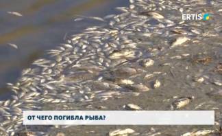 От чего погибла рыба в Павлодарской области?