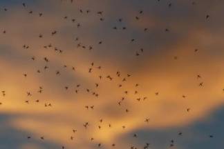 Павлодарцев одолевают полчища комаров и гнуса