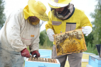 Пчеловоды Шымкента остались без субсидий