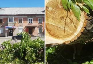 Планы акимата вырубить 110 деревьев возмутили жителей Усть-Каменогорска