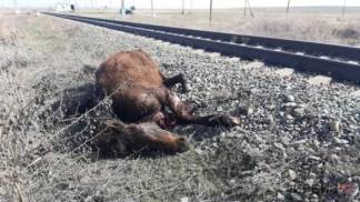 Поезд сбил лошадей в Павлодарской области