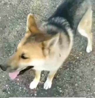 Приняв за волка, убили собаку в Павлодарской области