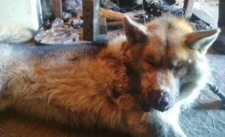Пришлось застрелить: волк пришел в село в Павлодарской области