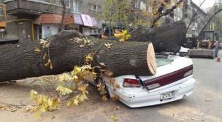 Дерево расплющило автомобиль в Алматы