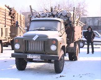 Крупный штраф грозит мужчине, срубившему 13 деревьев в Павлодарской области