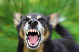 Сбежавшая от хозяина собака напала на павлодарца и его кур