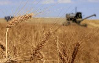 Сейчас не время покупать пшеницу и скот - Токаев о проблемах в сельском хозяйстве