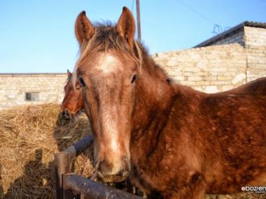 Сельчанина в Павлодарской области оштрафовали за бродячих лошадей
