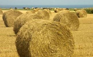 Более миллиона тонн сена заготовили на зиму в Павлодарской области