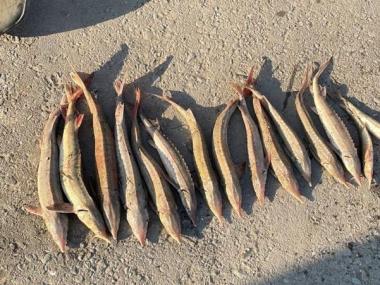Штраф более 9 миллионов тенге грозит павлодарскому рыбаку