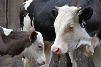 Павлодарский фермер пообещал отдать 50% стада нашедшему украденный скот
