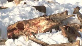 Житель Павлодара обнаружил на окраине города кладбище домашних животных