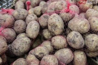 Снижение цены на картофель спрогнозировали в Павлодарской области