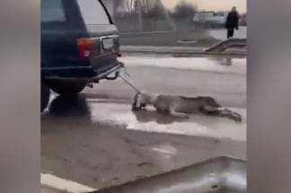 Снова кадры жестокого обращения с животными шокировали казахстанцев