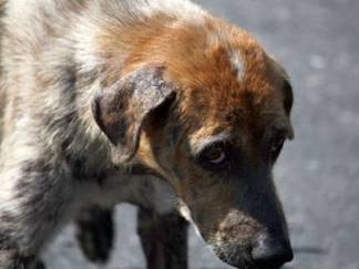 Полиция Павлодара ищет живодёра, расстрелявшего собаку из дробовика
