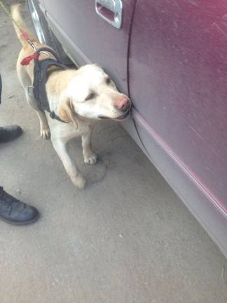 На контрольно-пропускном пункте «Иртыш» при выезде из Павлодара служебными собаками обнаружены наркотики в автомобилях