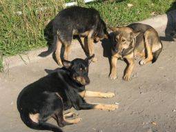 В Костанайской области ребёнка загрызли собаки