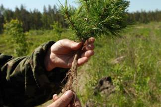 Лесной фонд в Павлодарской области восполняется в основном сосной обыкновенной