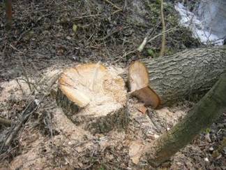 Спиленное дерево убило женщину в Павлодарской области