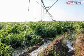 Субсидии на воду: овощеводам Павлодарской области назвали условие для сотрудничества