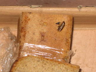 Житель Павлодара в булке хлеба обнаружил таракана