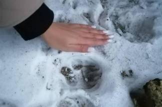 Трагедия в Лесхозе: пес привел мать девочки к ее оторванной ноге