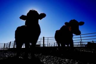 «У коров отваливаются языки»: в селе Павлодарской области массово болеет скот