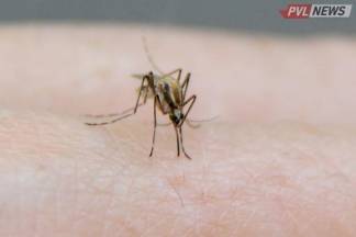 У павлодарцев поинтересовались мнением об эксперименте с комарами-мутантами