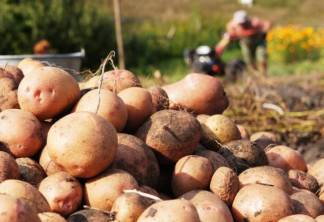 Больше картофеля и овощей будут выращивать в Павлодарской области