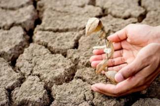 Урожай погибает без воды у дехкан Шымкента