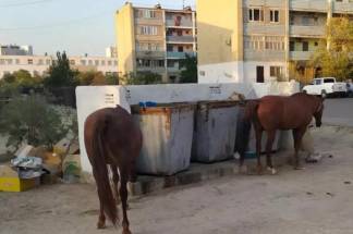 В Актау лошади ищут еду у мусорных контейнеров