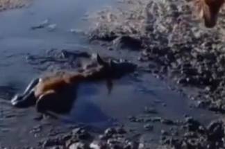 В Алматинcкой области прокомментировали скандальное видео с животными в болоте