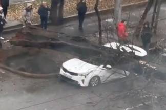 В Алматы на машину упало дерево (ВИДЕО)
