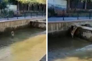 В Алматы собака упала в воду и не может выбраться