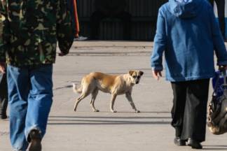 В Алматы запретили калечить бродячих животных