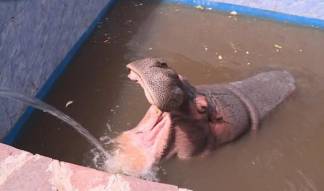 «В бегемота кидали булыжники»: как живут обитатели зоопарка из Караганды