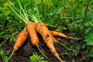 В Казахстане можно купить килограмм моркови в кредит на три месяца