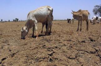 В Казахстане не хватает корма для скота и пастбищ