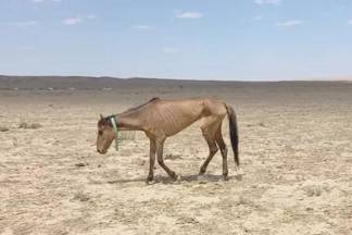 В Мангистау лошади умирают от голода и жажды