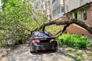 В Павлодаре дерево упало на автомобиль