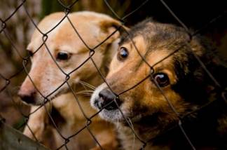 В правительстве Казахстана разработали законопроект «Об ответственном обращении с животными»
