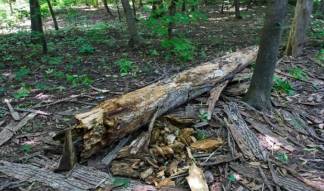 В роще Баума хотят вырубить более трех тысяч больных деревьев