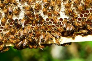 В Уральске выведут новый вид казахстанской пчелы