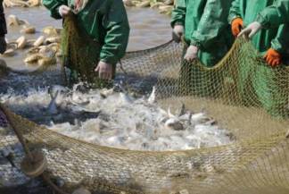 В Атырау 18 производственных кооперативов займутся промысловым рыболовством