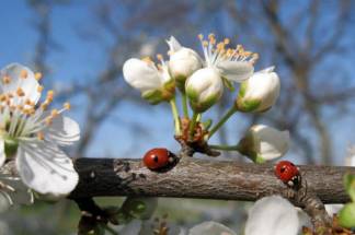 Вслед за непогодой в Казахстан придет настоящая весна