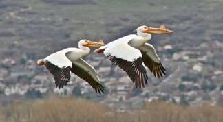Двух пеликанов спасли от холода в Павлодарской области
