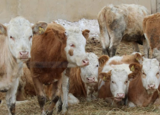 За счет господдержки растет численность поголовья скота в Павлодарской области